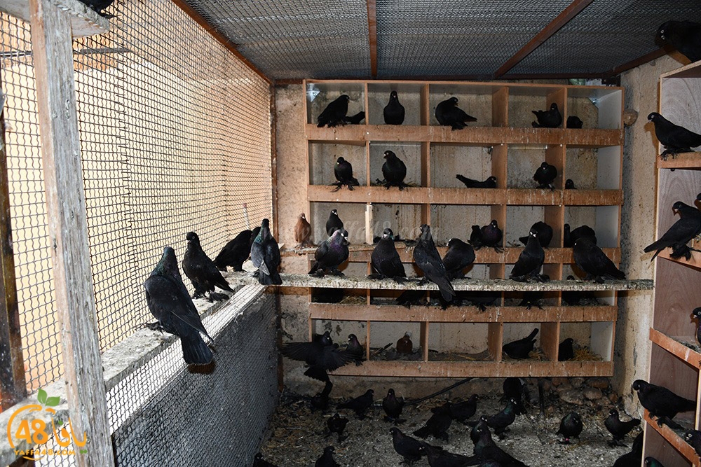 zohdi 3ashoor (114).jpeg